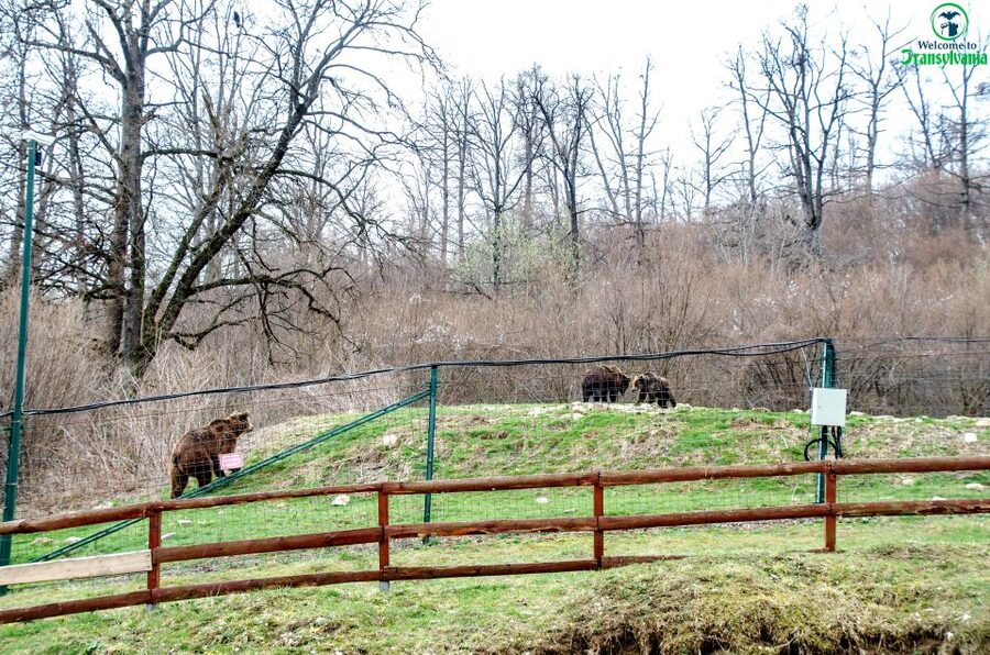 Visit Bear Sanctuary and Bran Castle from Brasov - Who should book this Brașov tour?